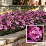 Dianthus Jolt Pink Magic Ppldiajpm - Garden Express Australia