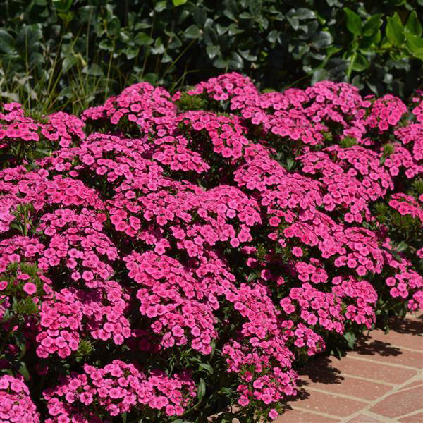 Dianthus Jolt Pink Garden Express