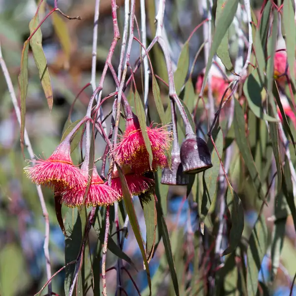 Eucalyptus Silver Princess