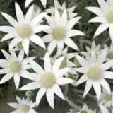 Flannel Flower Southern Stars Pplflflsst - Garden Express Australia
