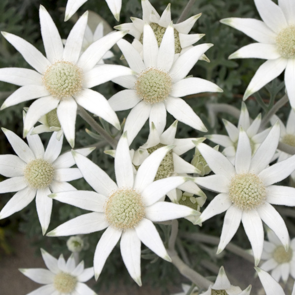 Flannel Flower Southern Stars