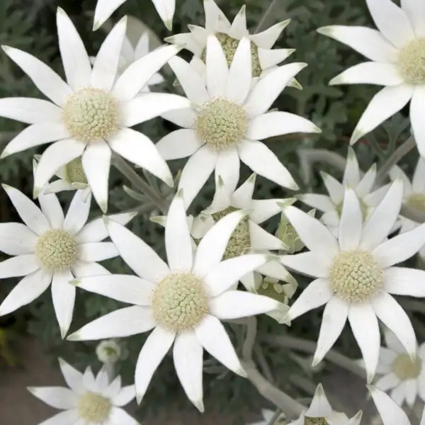 Flannel Flower Southern Stars Flannel Flower Southern Stars