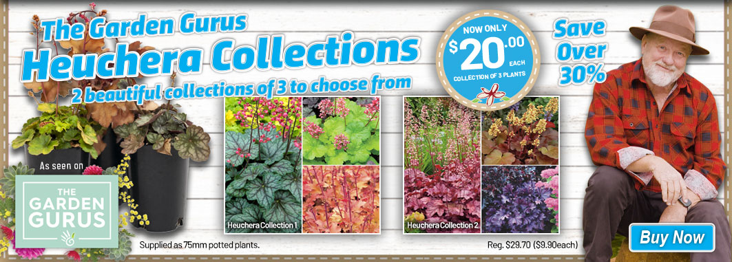 Ge Gurus Heuchera Slider