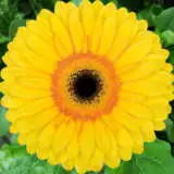 Gerbera Apollo Pkgerapo - Garden Express Australia