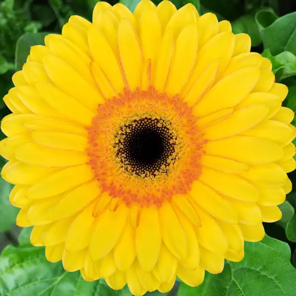 Gerbera Apollo Gerbera Apollo