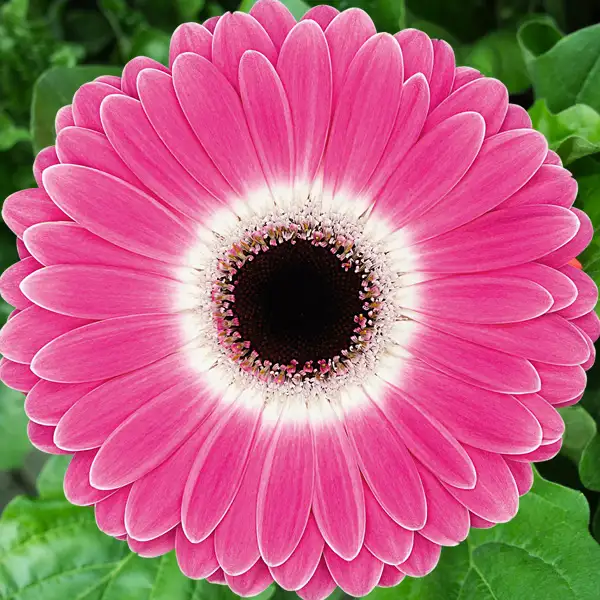 Gerbera Cubanita Gerbera Cubanita