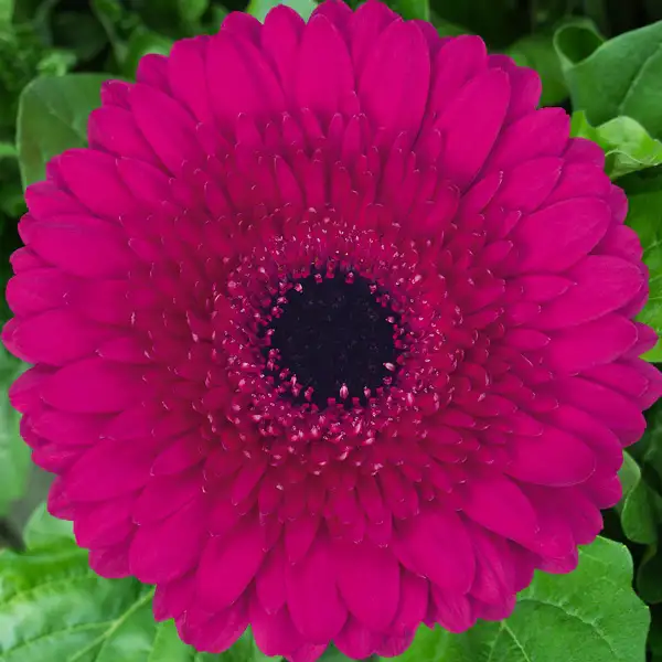 Gerbera Farao