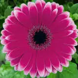 Gerbera Nuance Pkgernua - Garden Express Australia