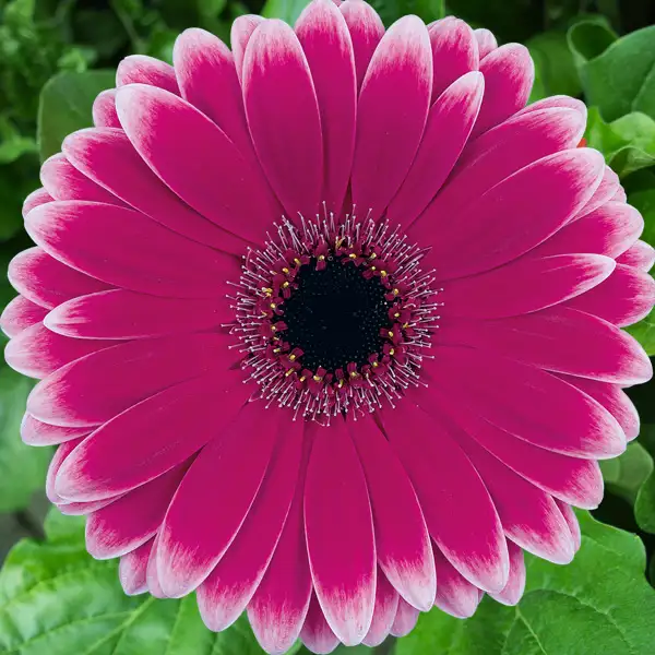 Gerbera Nuance Gerbera Nuance