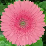 Gerbera Pink Elegance Pkgerpel - Garden Express Australia
