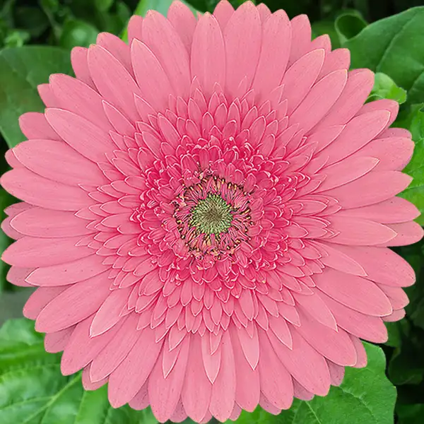 Gerbera Pink Elegance