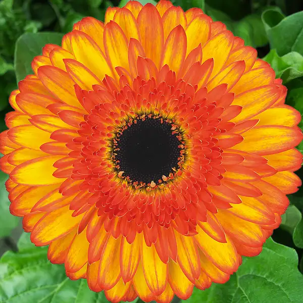 Gerbera Spotlight Gerbera Spotlight