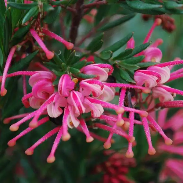 Grevillea Rosy Baby