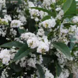 Hardenbergia Snow White Lpoharswh - Garden Express Australia