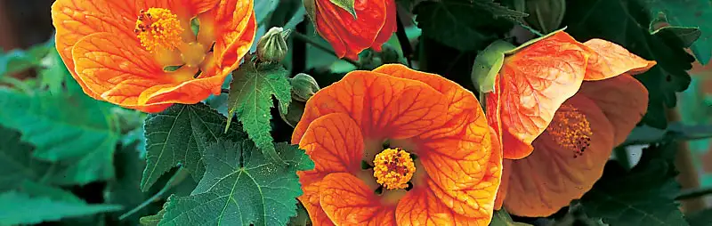 Abutilon Growing Guide Header Abutilon - Garden Express Australia