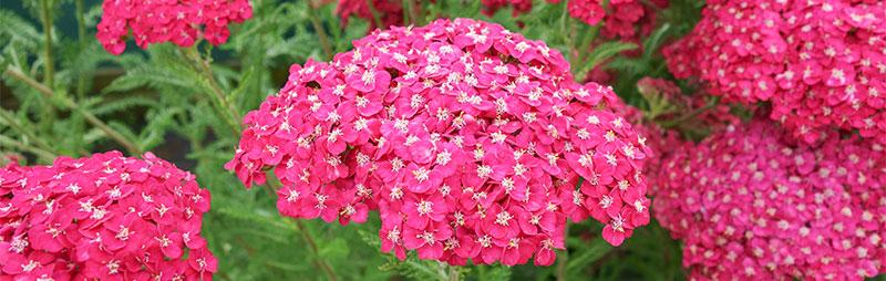 Dried Achillea The Pearl, 30 Bunches