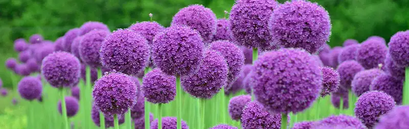 Allium Growing Guide Header Allium Gigantium - Garden Express Australia