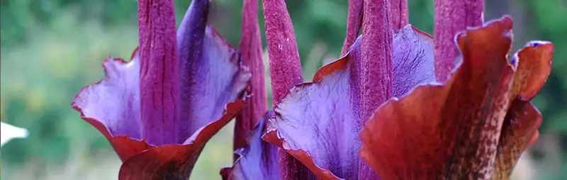 Amorphophallus Konjac Growing Guide Header Amorphophallus Konjac - Garden Express Australia
