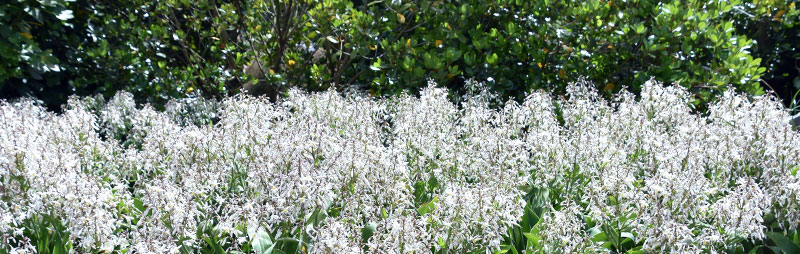 Header Arthropodium - Garden Express Australia