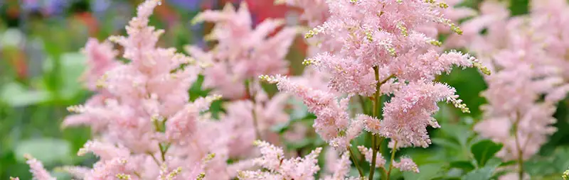 Astilbe Growing Guide Header Astilbe - Garden Express Australia