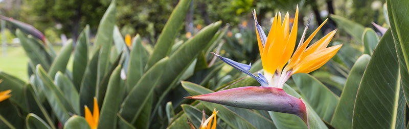 Header Bird Of Paradise - Garden Express Australia