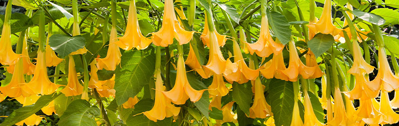 Header Brugmansia - Garden Express Australia