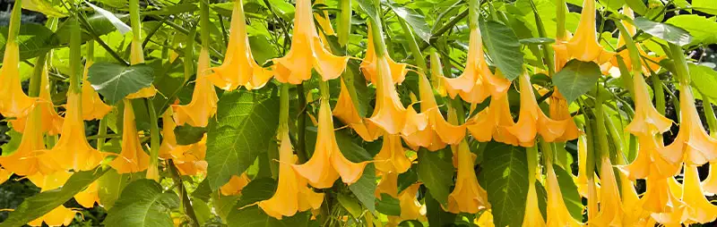 Brugmansia Growing Guide Header Brugmansia - Garden Express Australia