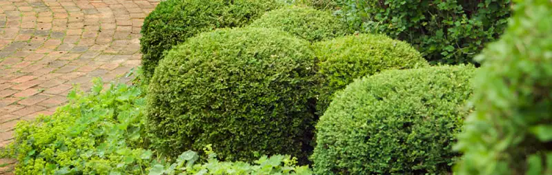 Buxus Growing Guide Header Buxus - Garden Express Australia