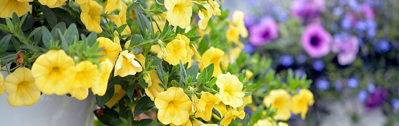 Header Calibrachoa - Garden Express Australia