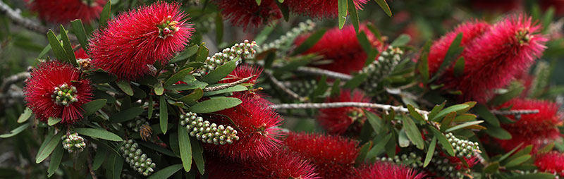 Header Callistemon