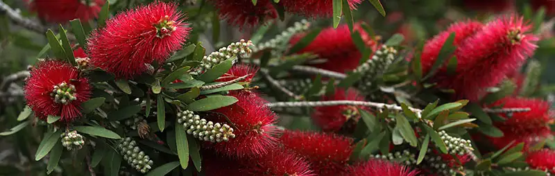 Callistemon Growing Guide Header Callistemon - Garden Express Australia