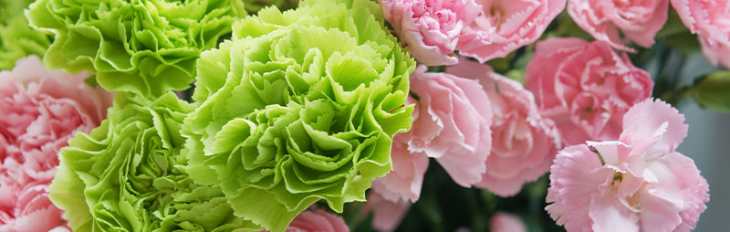 Header Carnation - Garden Express Australia