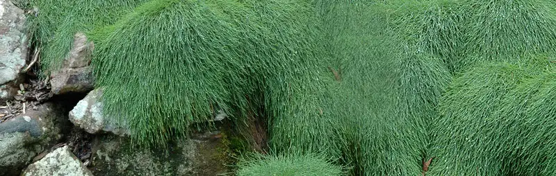 Casuarina ‘cousin It’ Growing Guide Header Casuarina Cousinit - Garden Express Australia