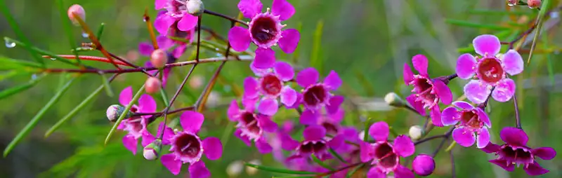 Chamelaucium Growing Guide Header Chamelaucium - Garden Express Australia