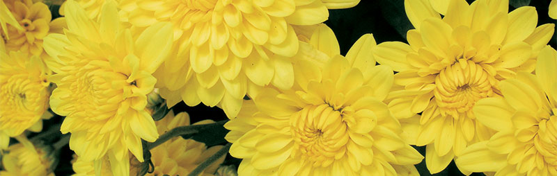 Header Chrysanthemum - Garden Express Australia