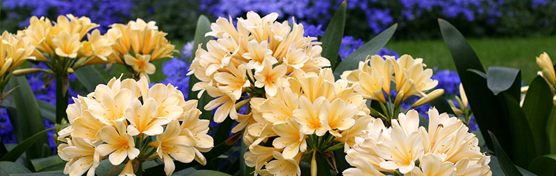 Header Clivia - Garden Express Australia