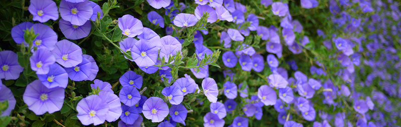 Header Convolvulus - Garden Express Australia
