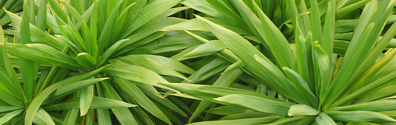 Header Cordyline - Garden Express Australia