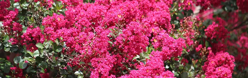 Crepe Myrtle Growing Guide Header Crepe Myrtle - Garden Express Australia
