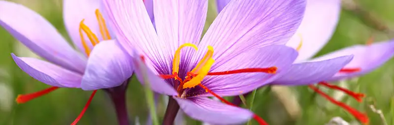 Saffron Crocus Growing Guide Header Crocus Saffron - Garden Express Australia
