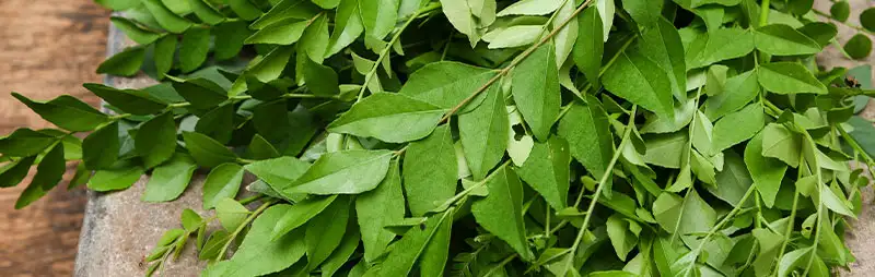 Curry Leaf Tree Growing Guide Header Curry Leaf Tree - Garden Express Australia