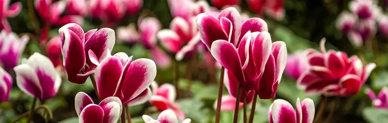 Cyclamen Growing Guide Header Cyclamen - Garden Express Australia