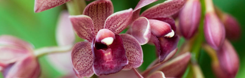 Header Cymbidium Orchid - Garden Express Australia
