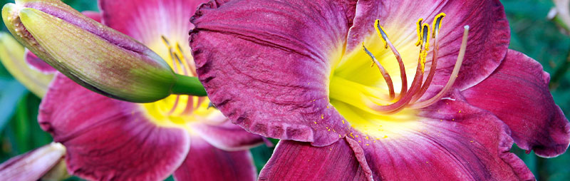 Header Daylily - Garden Express Australia