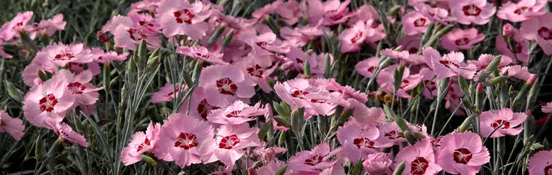 Cyclamen Growing Guide Header Dianthus - Garden Express Australia