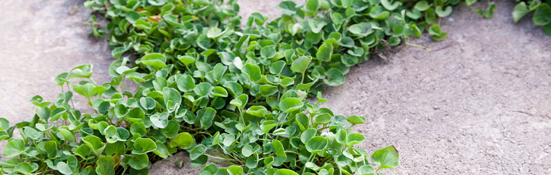 Header Dichondra Repens - Garden Express Australia