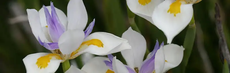 Cyclamen Growing Guide Header Dietes Grandiflora - Garden Express Australia