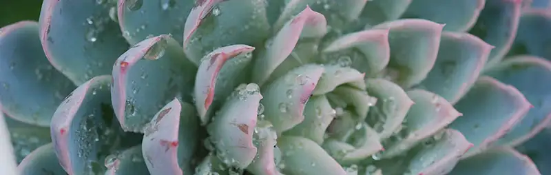 Dichondra Repens Growing Guide Header Echeveria - Garden Express Australia