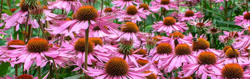 Cyclamen Growing Guide Header Echinacea - Garden Express Australia