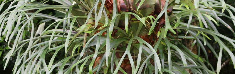 Header Elkhorn Fern - Garden Express Australia